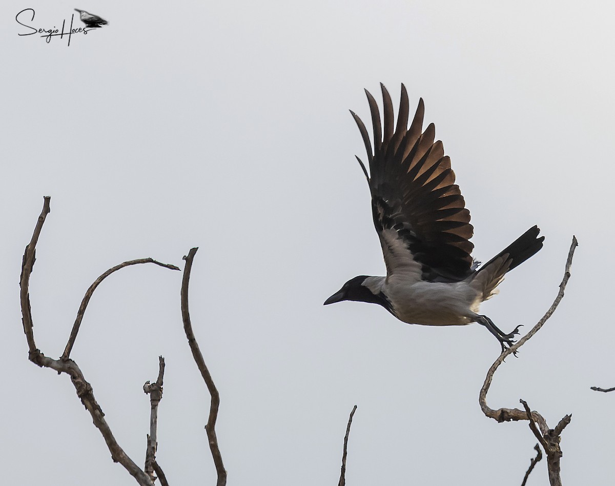 Leş Kargası - ML647471007