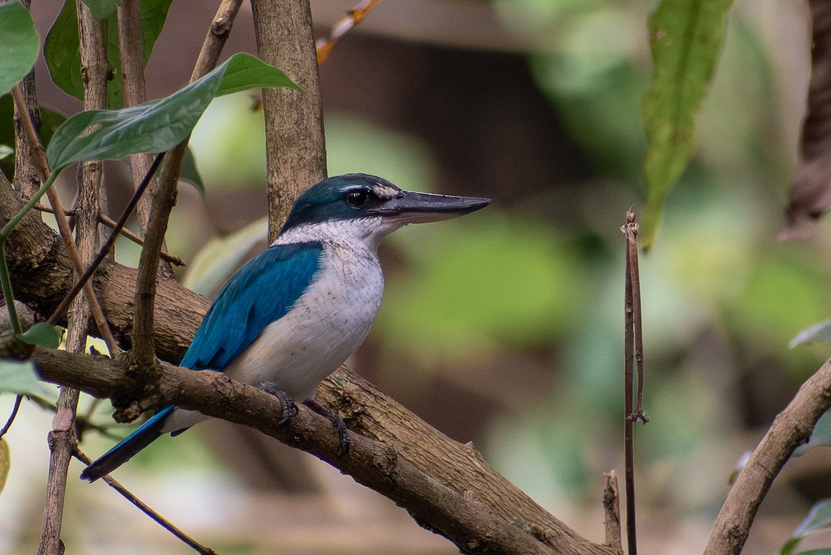 Collared Kingfisher - ML647471008