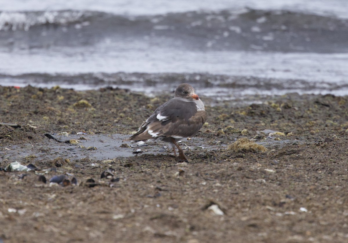Dolphin Gull - ML647471013