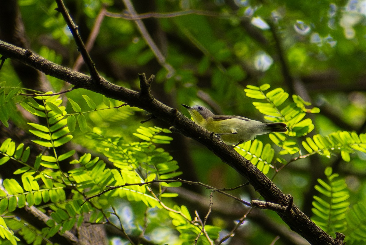 Golden-bellied Gerygone - ML647471024