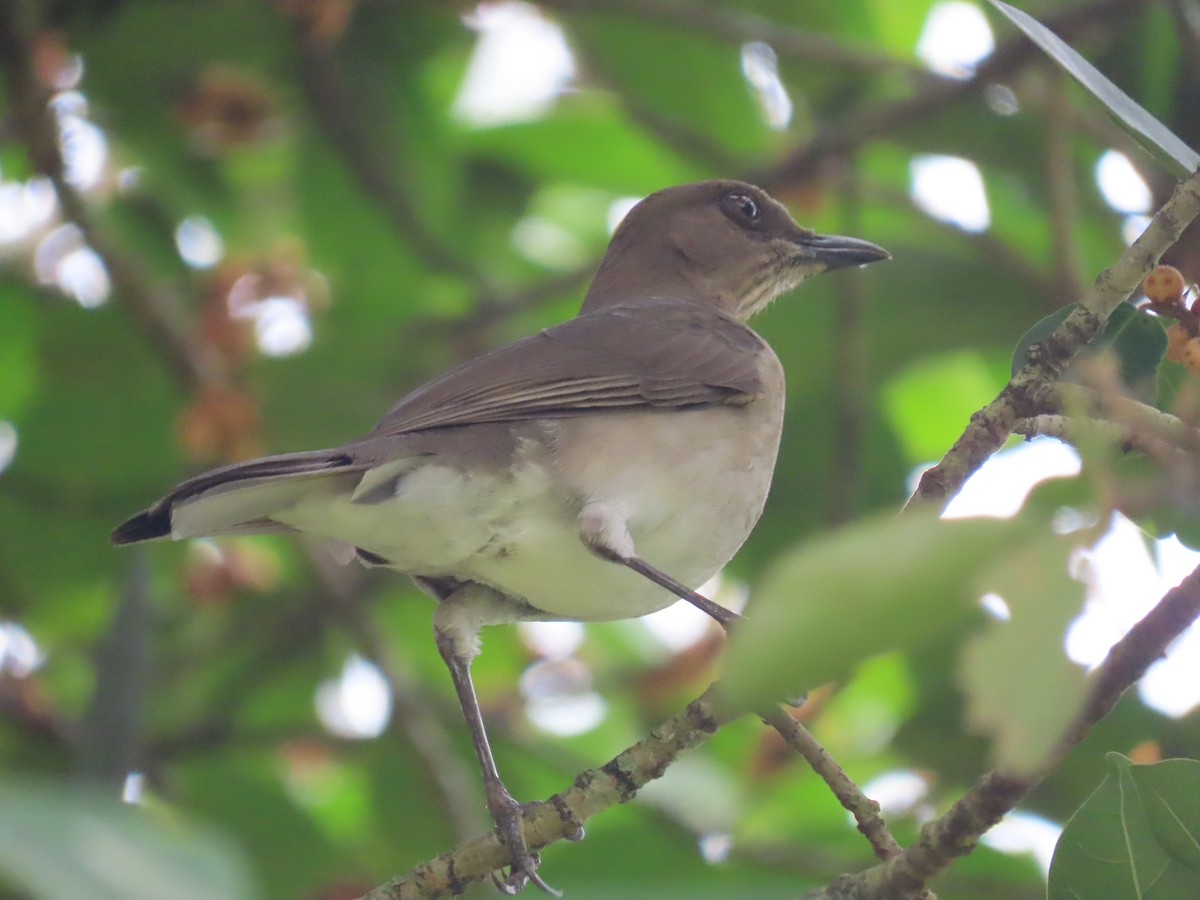 Black-billed Thrush - ML647471025