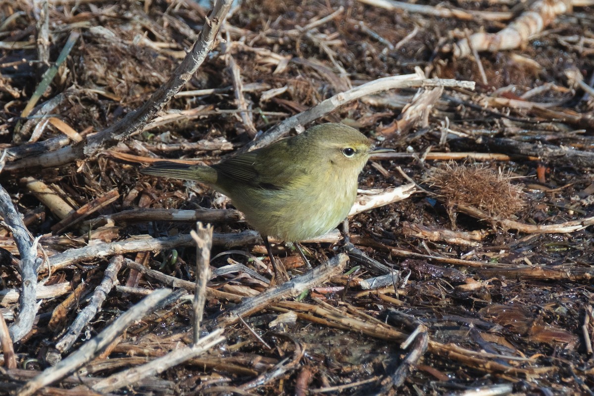 Mosquitero Común - ML647471029