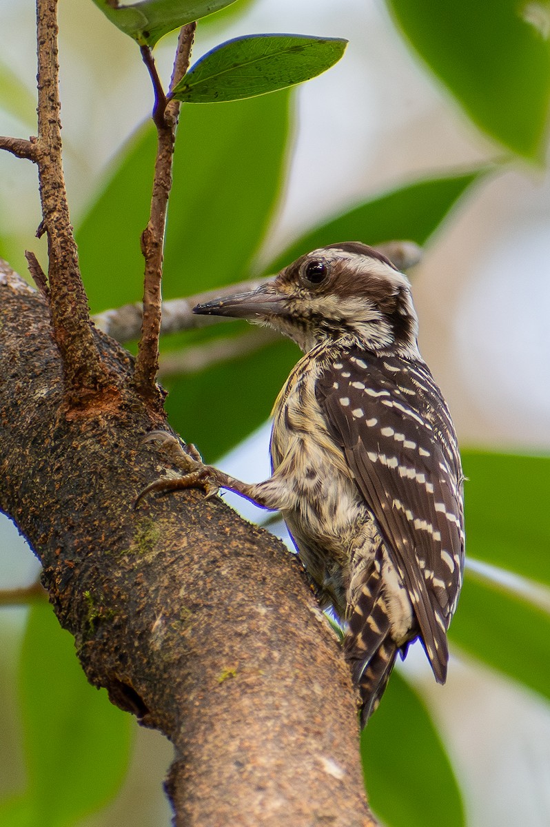 Philippine Pygmy Woodpecker - ML647471041
