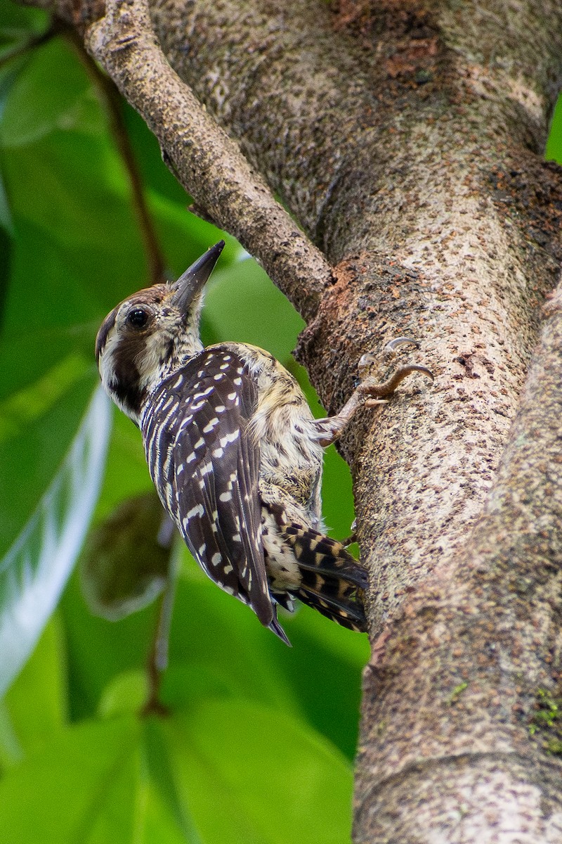 Philippine Pygmy Woodpecker - ML647471042