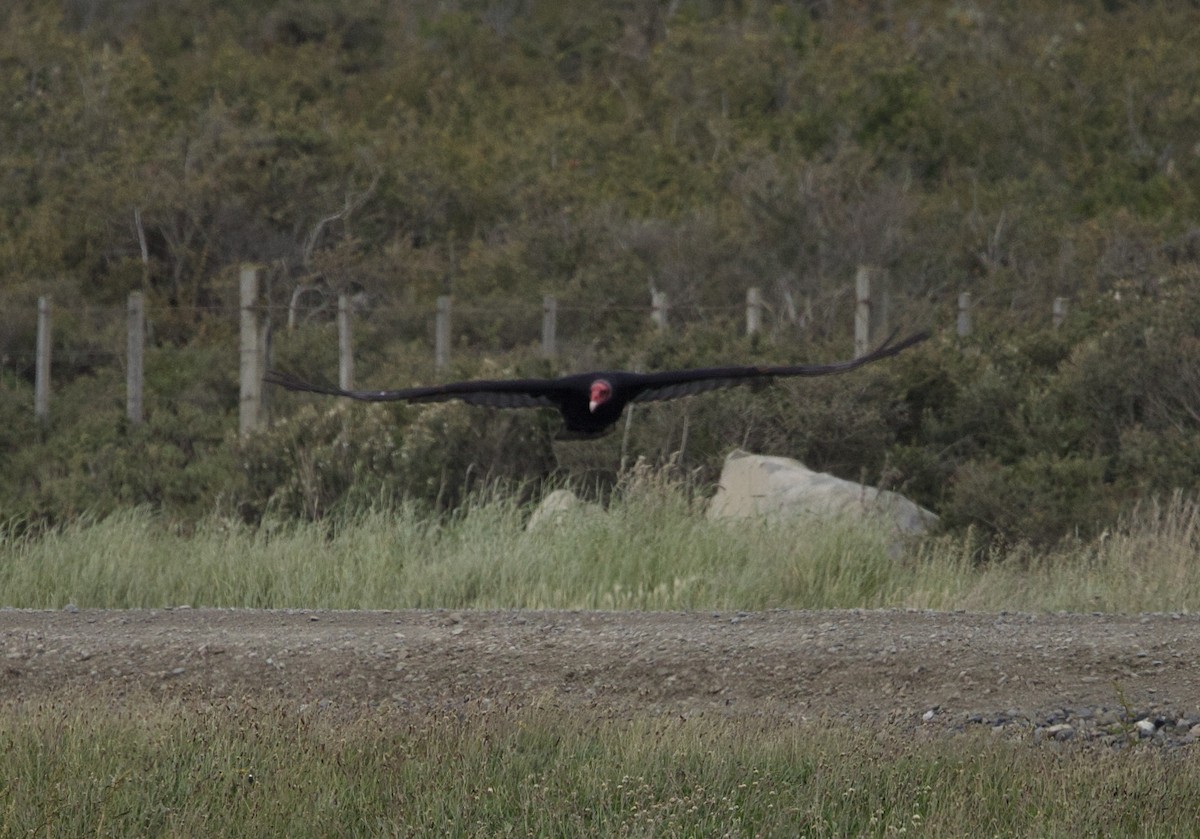 Turkey Vulture - ML647471062