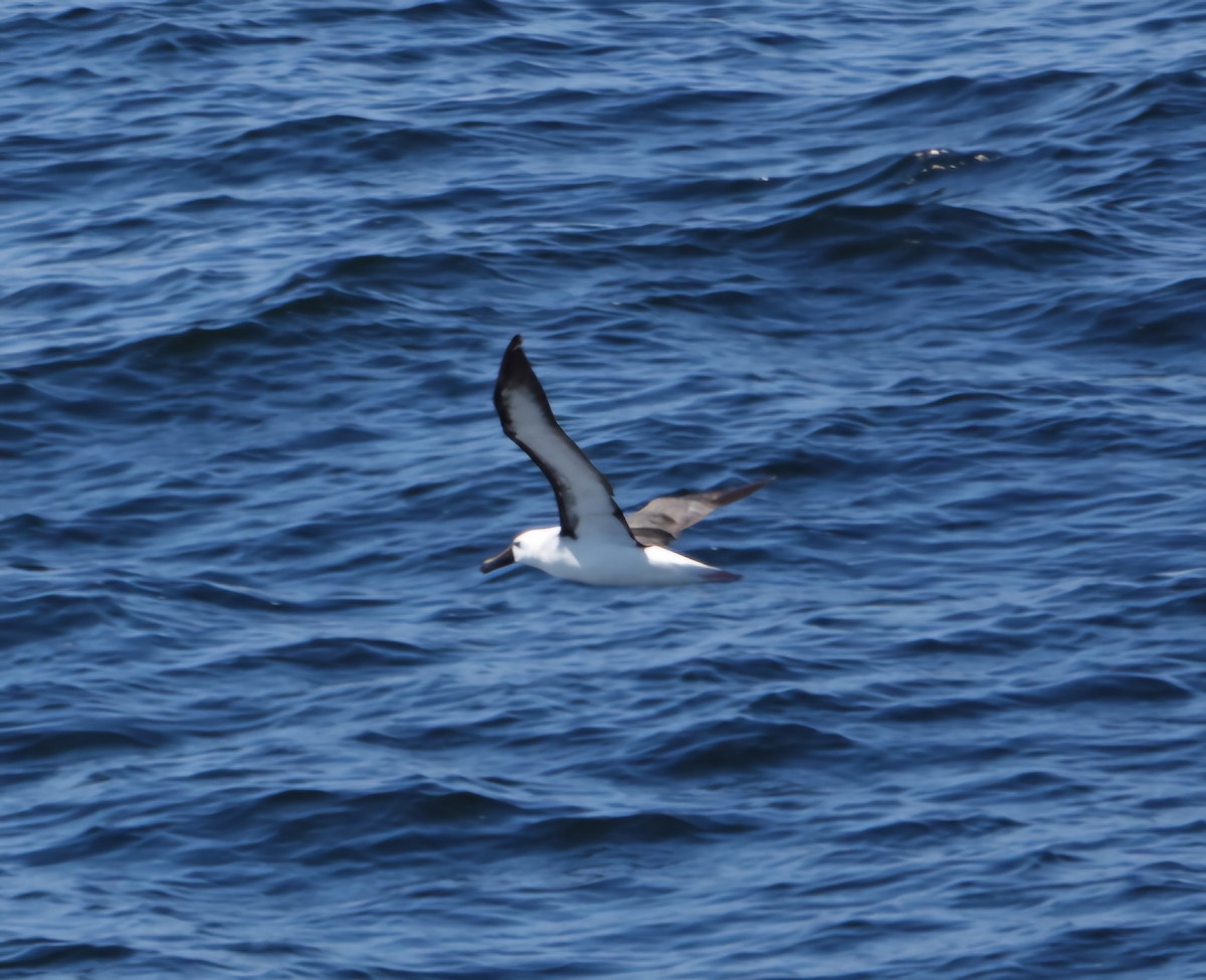 Atlantic Yellow-nosed Albatross - ML647471068