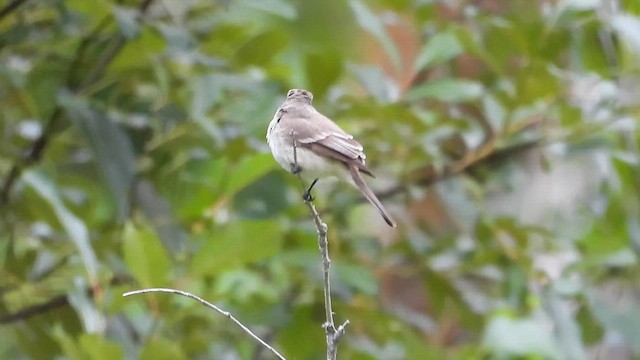 Willow Flycatcher - ML647471084