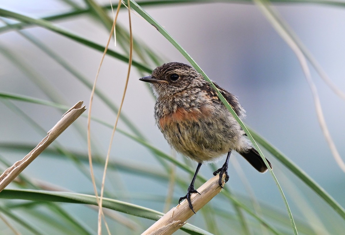 Dunnock - ML647471089