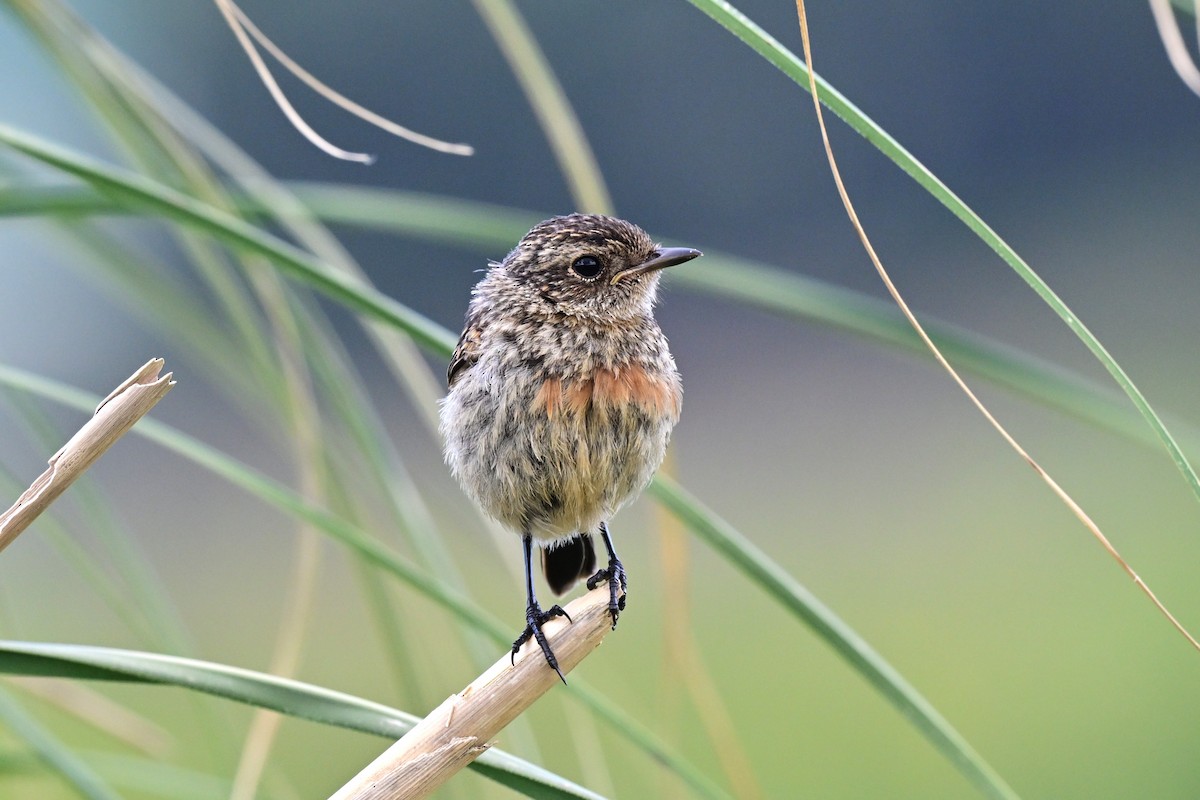 Dunnock - ML647471090