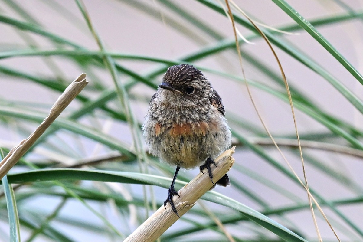 Dunnock - ML647471117