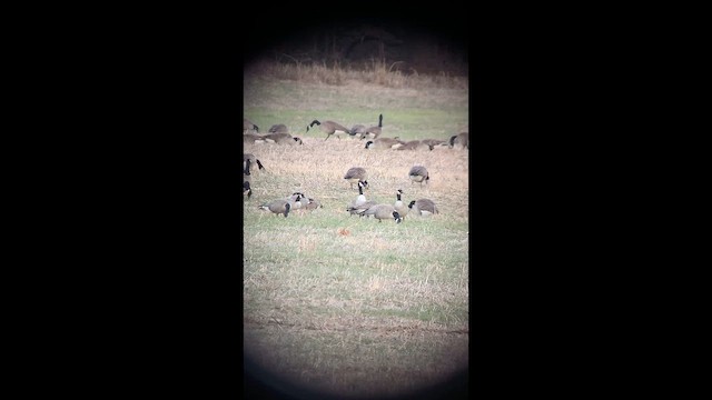 berneška malá - ML647471140