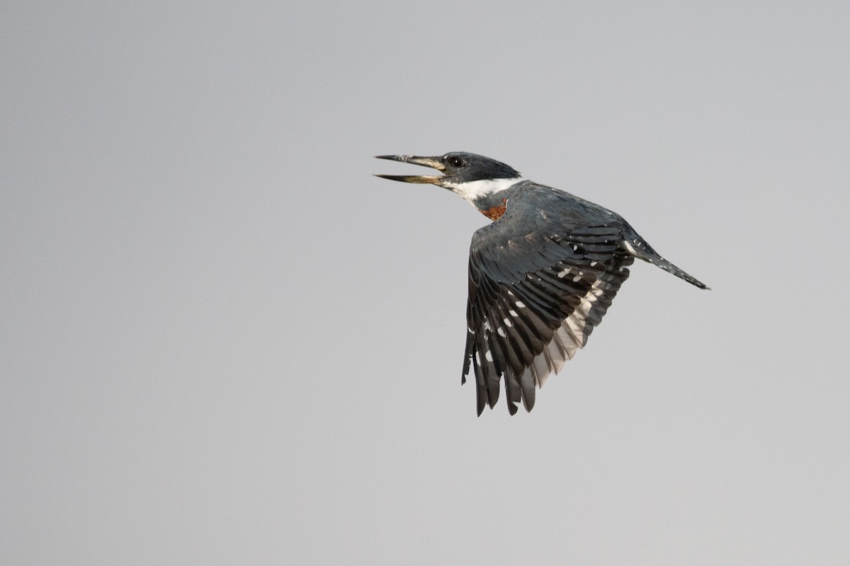 Ringed Kingfisher (Northern) - ML647471145