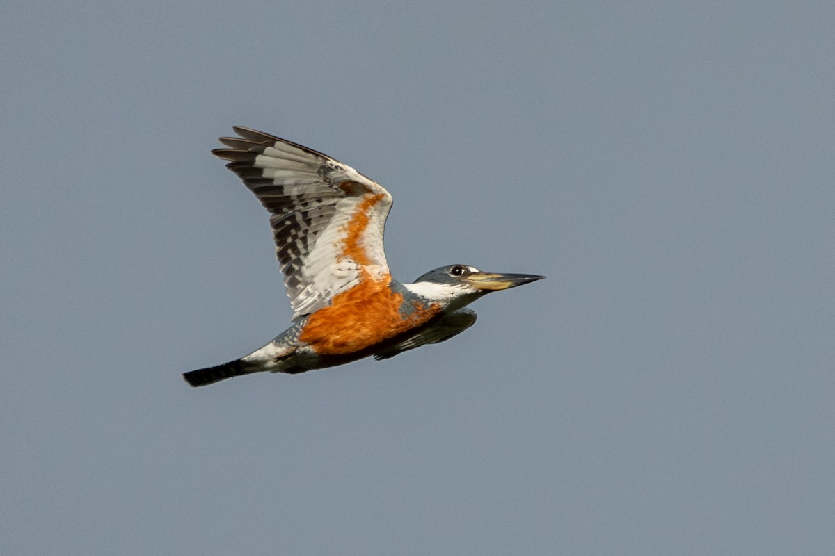 Ringed Kingfisher (Northern) - ML647471146