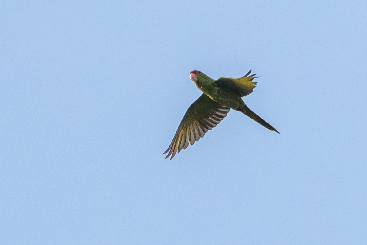 Scarlet-fronted Parakeet - ML647471171