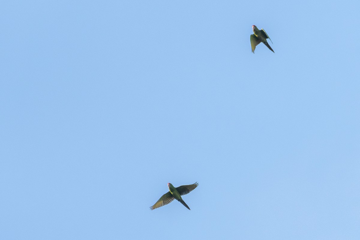 Scarlet-fronted Parakeet - ML647471172