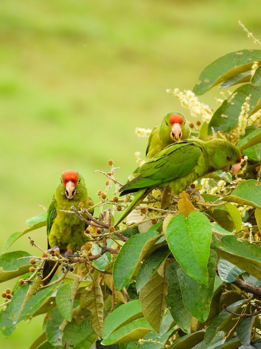 Scarlet-fronted Parakeet - ML647471193