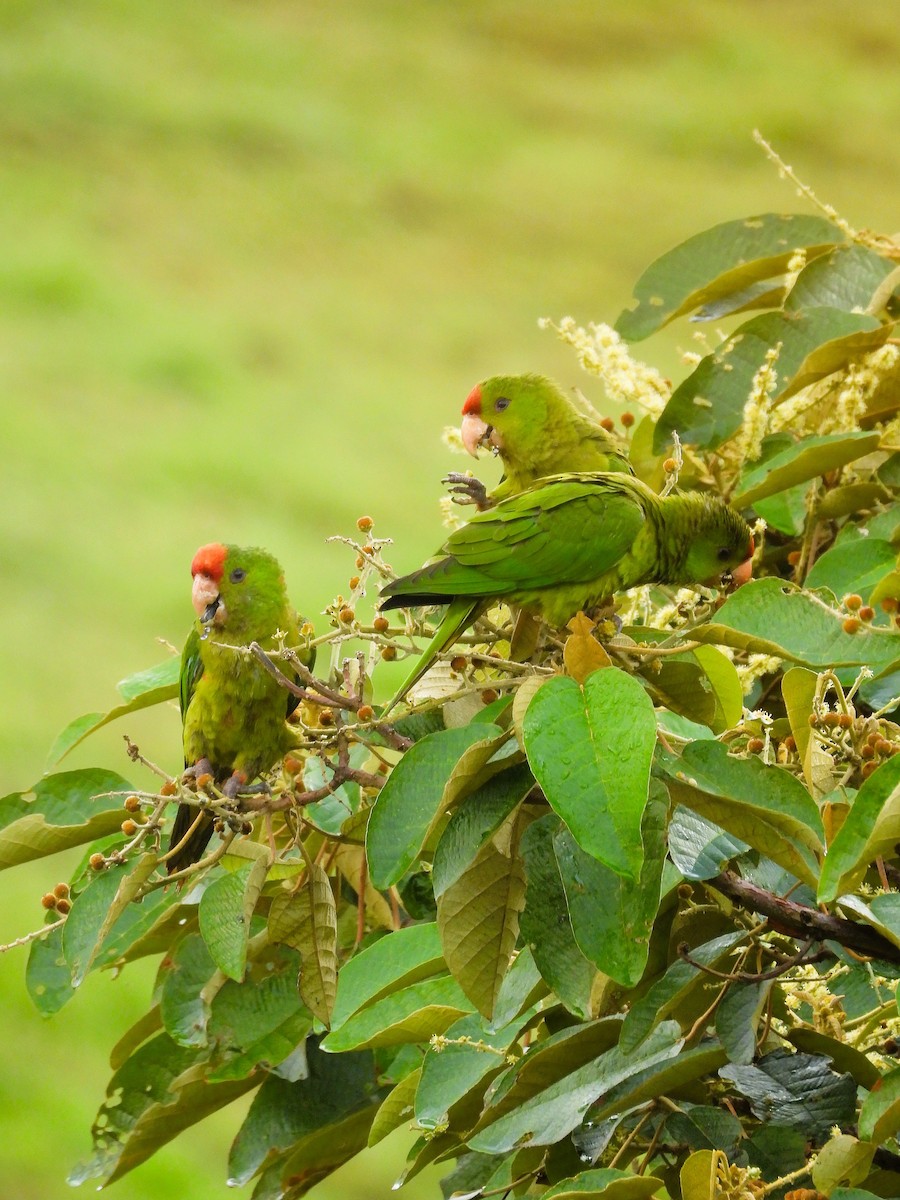 Scarlet-fronted Parakeet - ML647471194