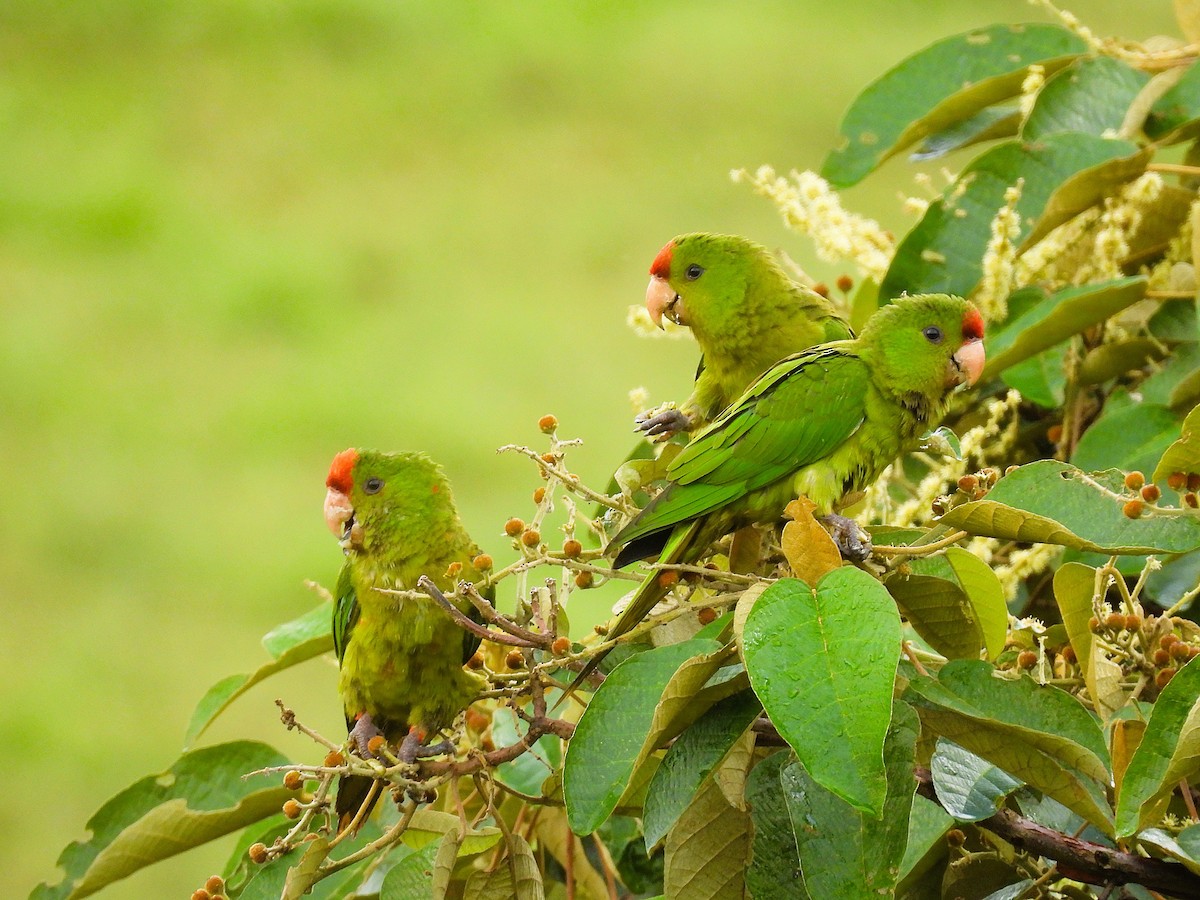 Scarlet-fronted Parakeet - ML647471195