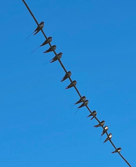 Wire-tailed Swallow - ML647471197