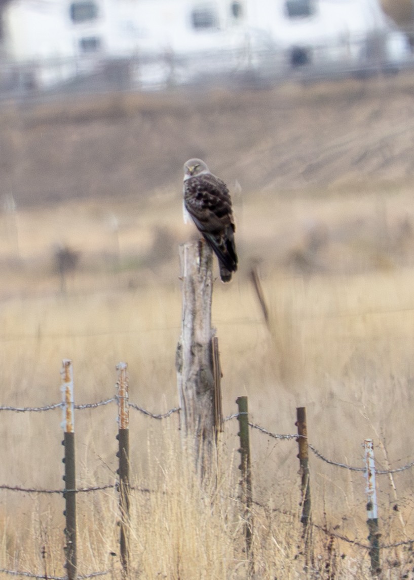 moták severoamerický - ML647471228