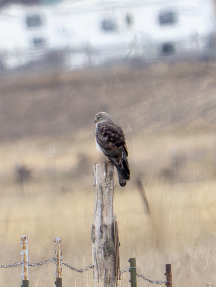 moták severoamerický - ML647471229