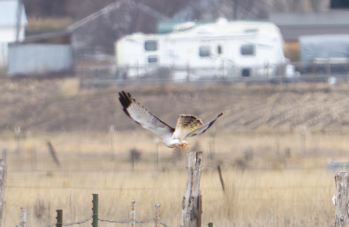 moták severoamerický - ML647471230