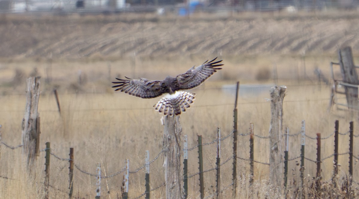 moták severoamerický - ML647471232