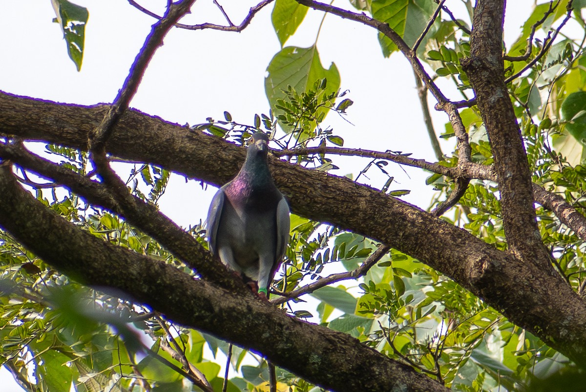 Rock Pigeon (Feral Pigeon) - ML647471234