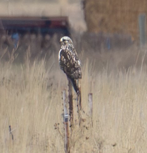 káně rousná - ML647471239