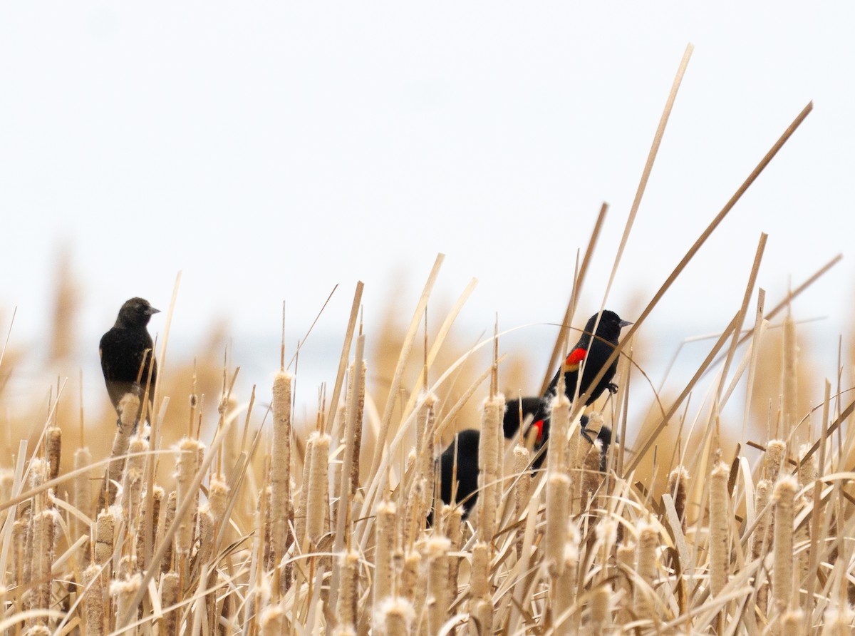 vlhovec červenokřídlý - ML647471252