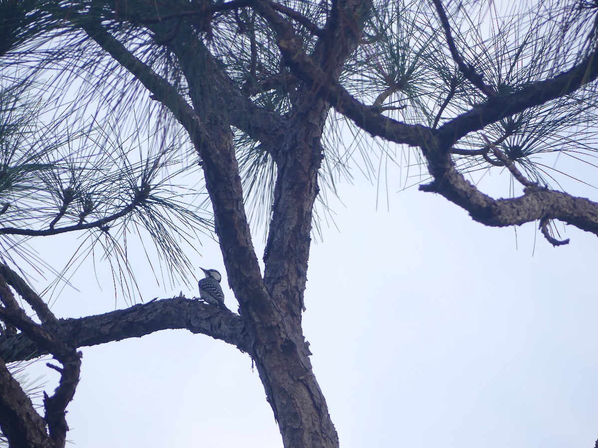 Red-cockaded Woodpecker - ML647471262