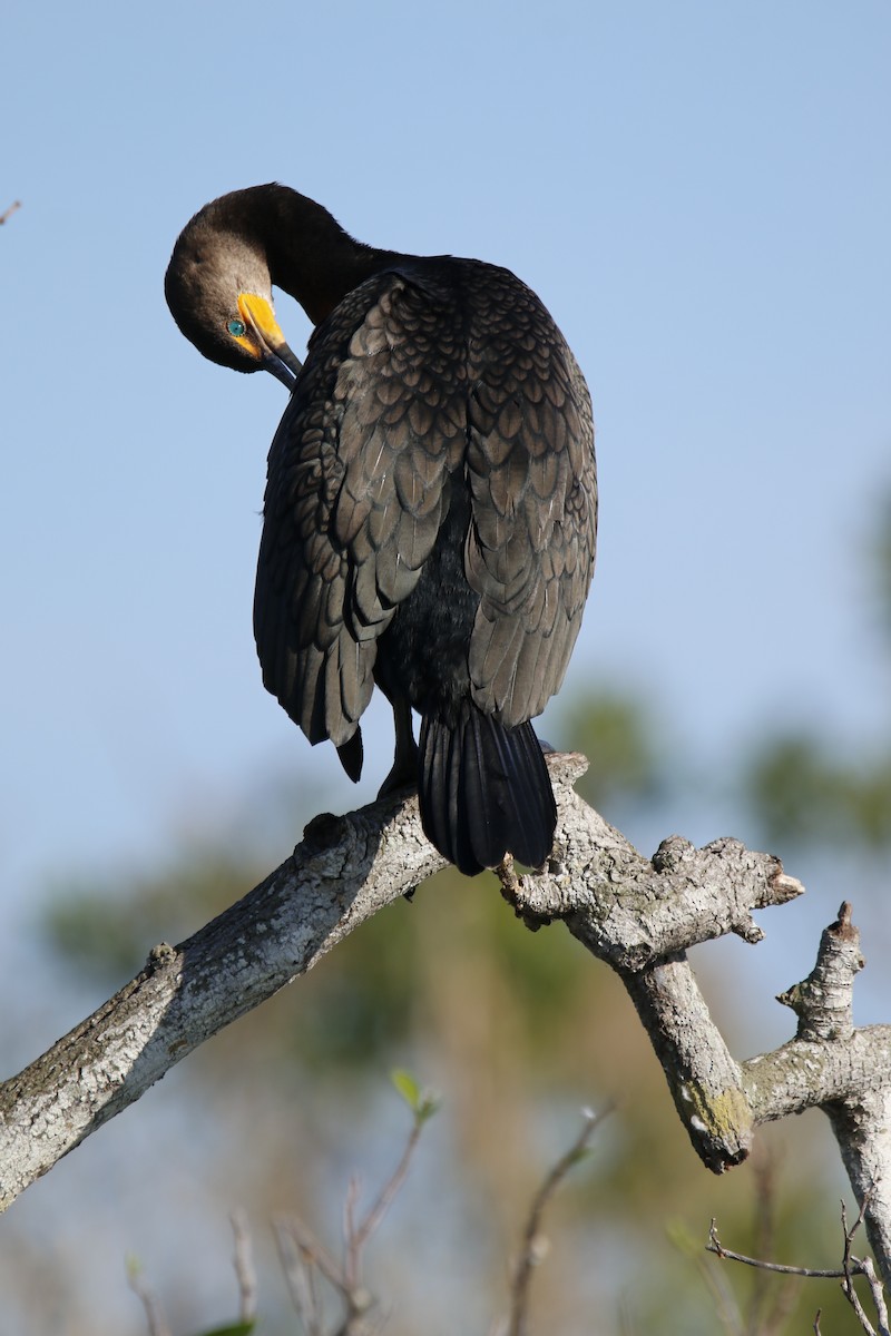 Ушастый баклан - ML647471267