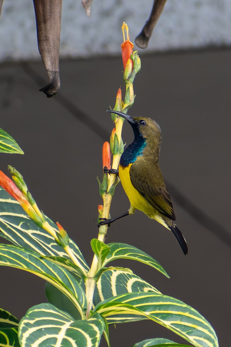 Garden Sunbird - ML647471273