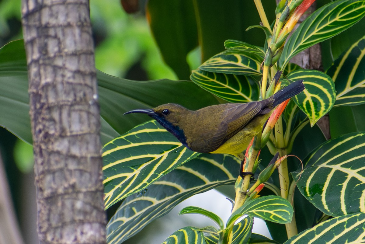 Garden Sunbird - ML647471274