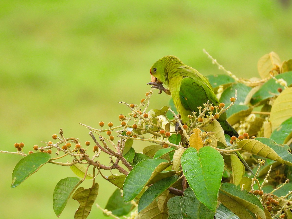 Scarlet-fronted Parakeet - ML647471283