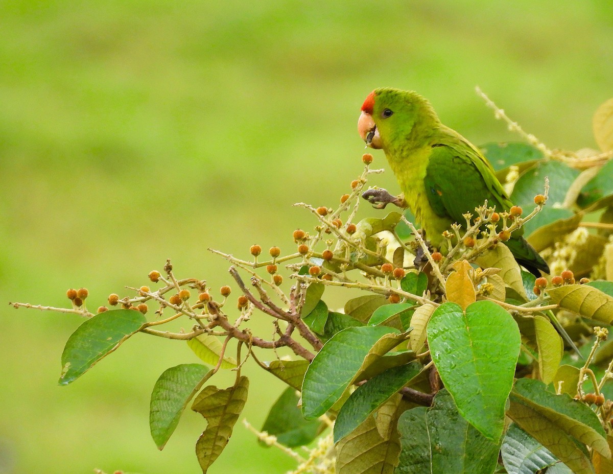 Scarlet-fronted Parakeet - ML647471284