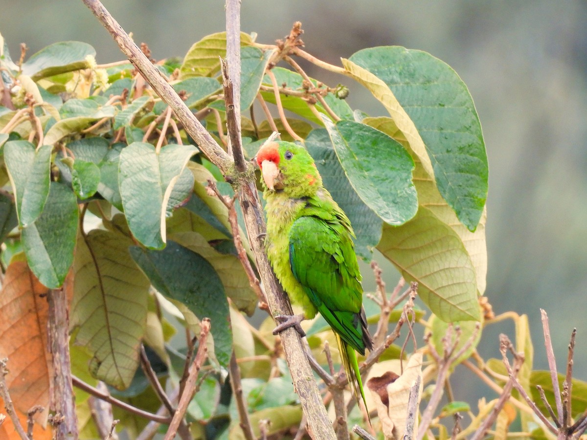 Scarlet-fronted Parakeet - ML647471287