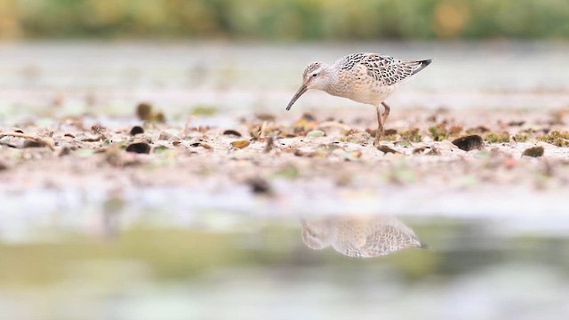 jespák dlouhonohý - ML647471304