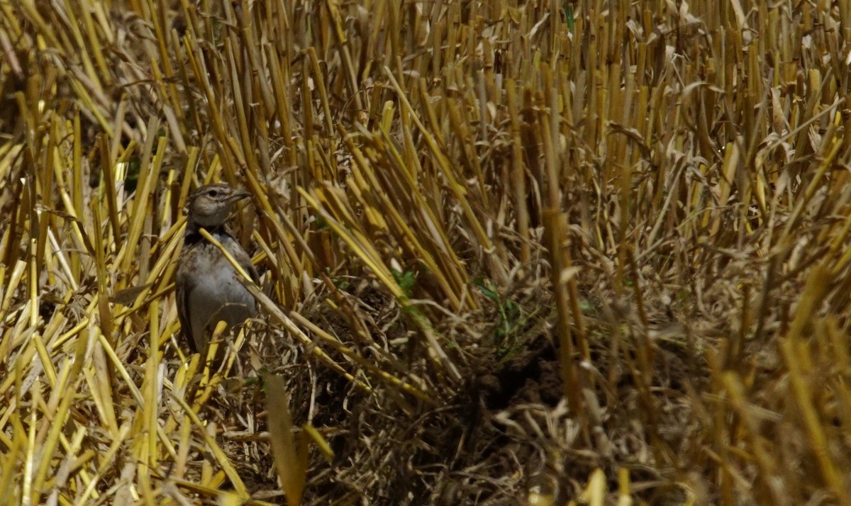 Calandra Lark - ML647471306