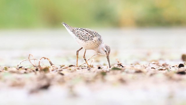 jespák dlouhonohý - ML647471307