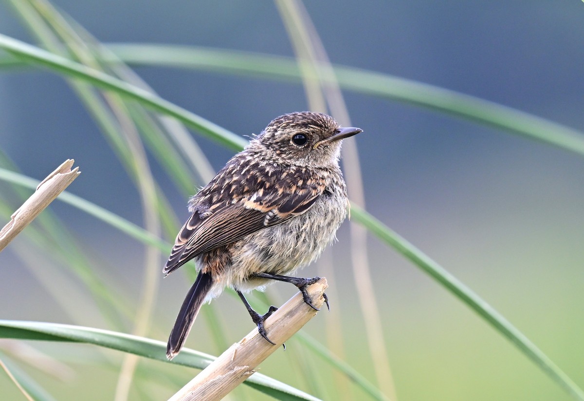 Dunnock - ML647471311