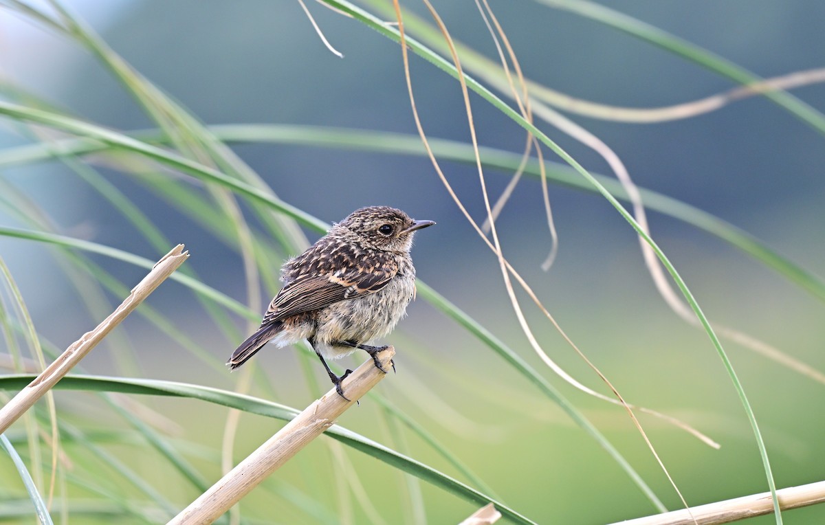 Dunnock - ML647471312