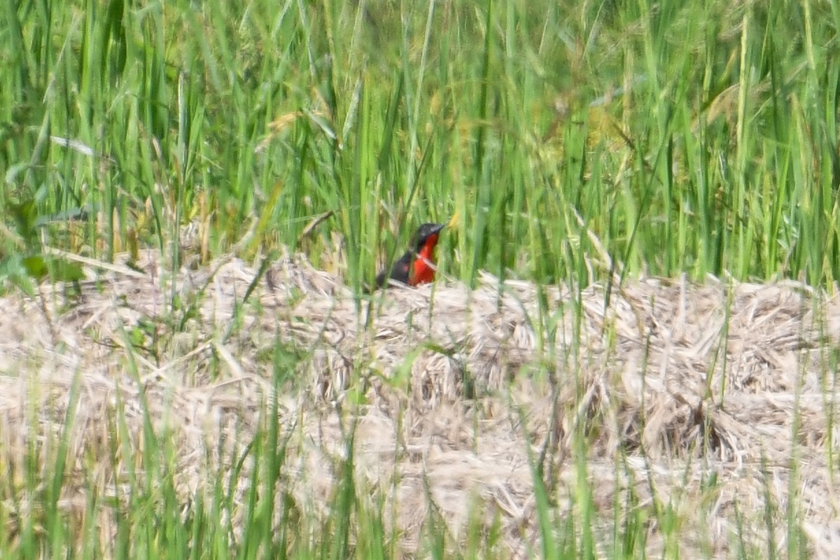 Red-breasted Meadowlark - ML647471313