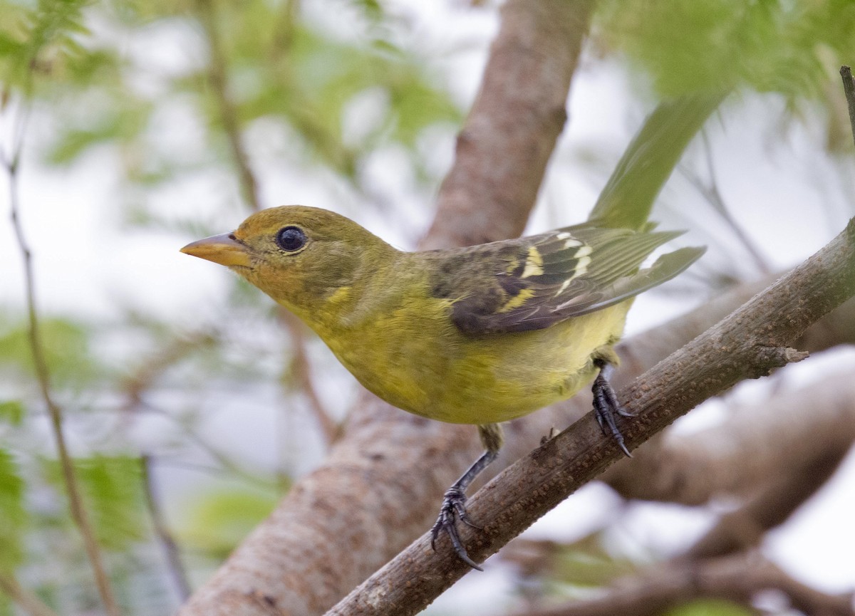 Western Tanager - ML647471325