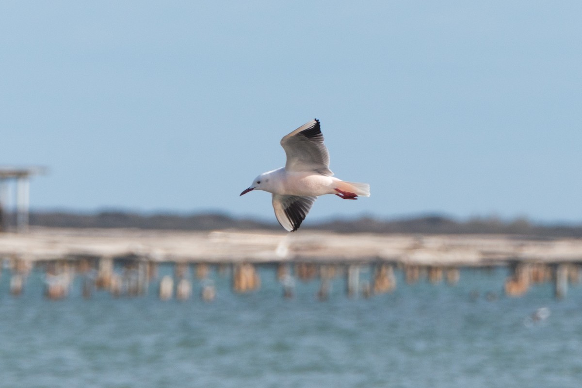Slender-billed Gull - ML647471330