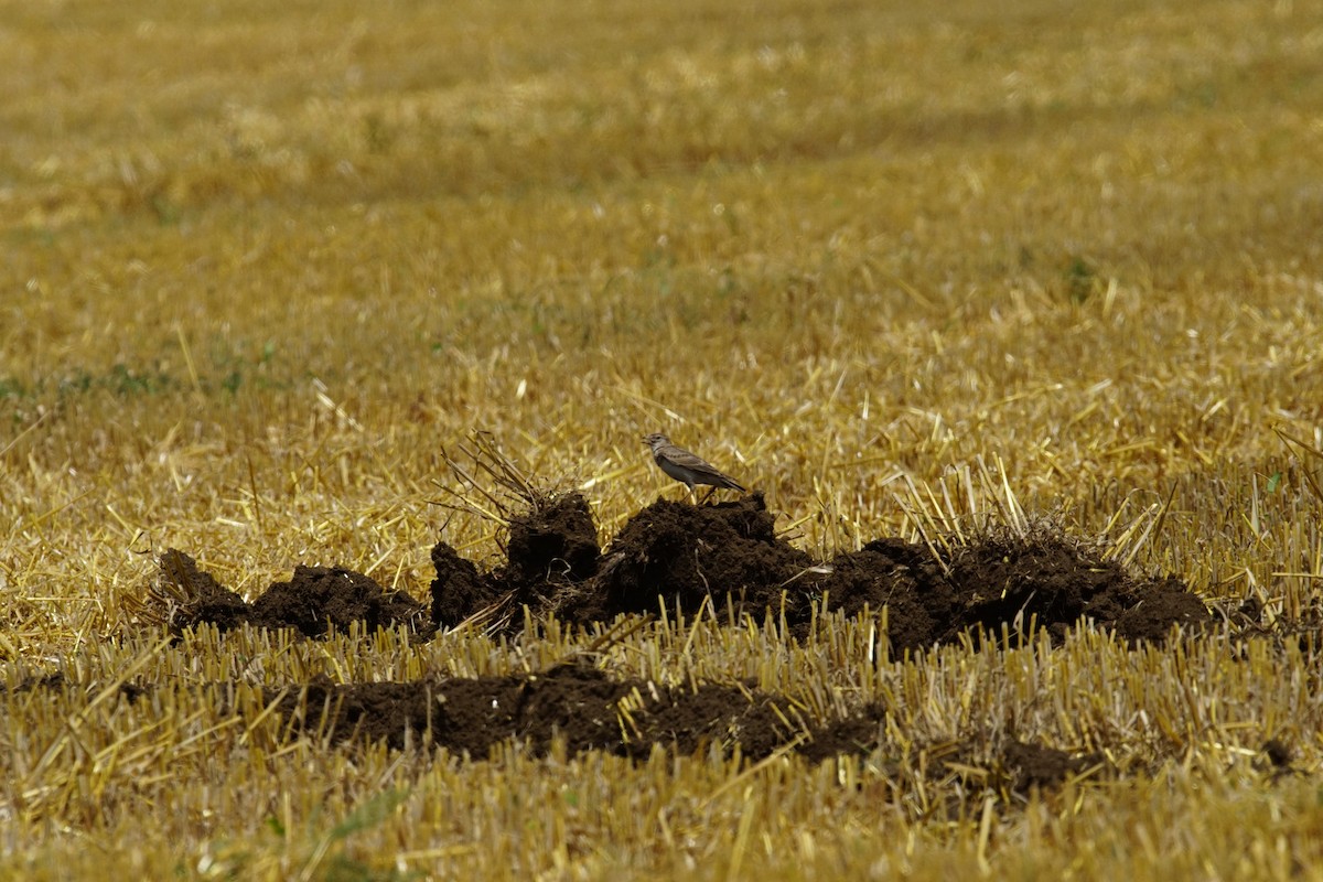 Calandra Lark - ML647471352