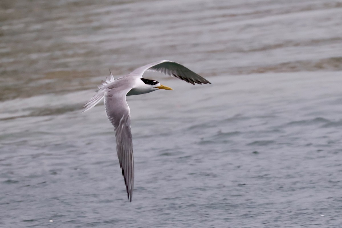 Great Crested Tern - ML647471358