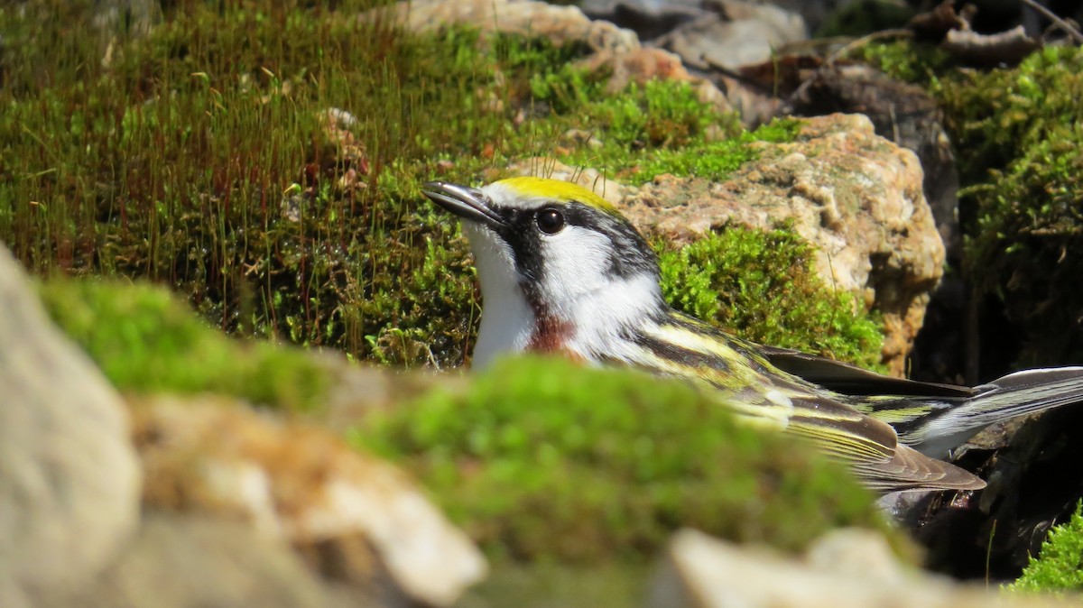 Chestnut-sided Warbler - ML647471364