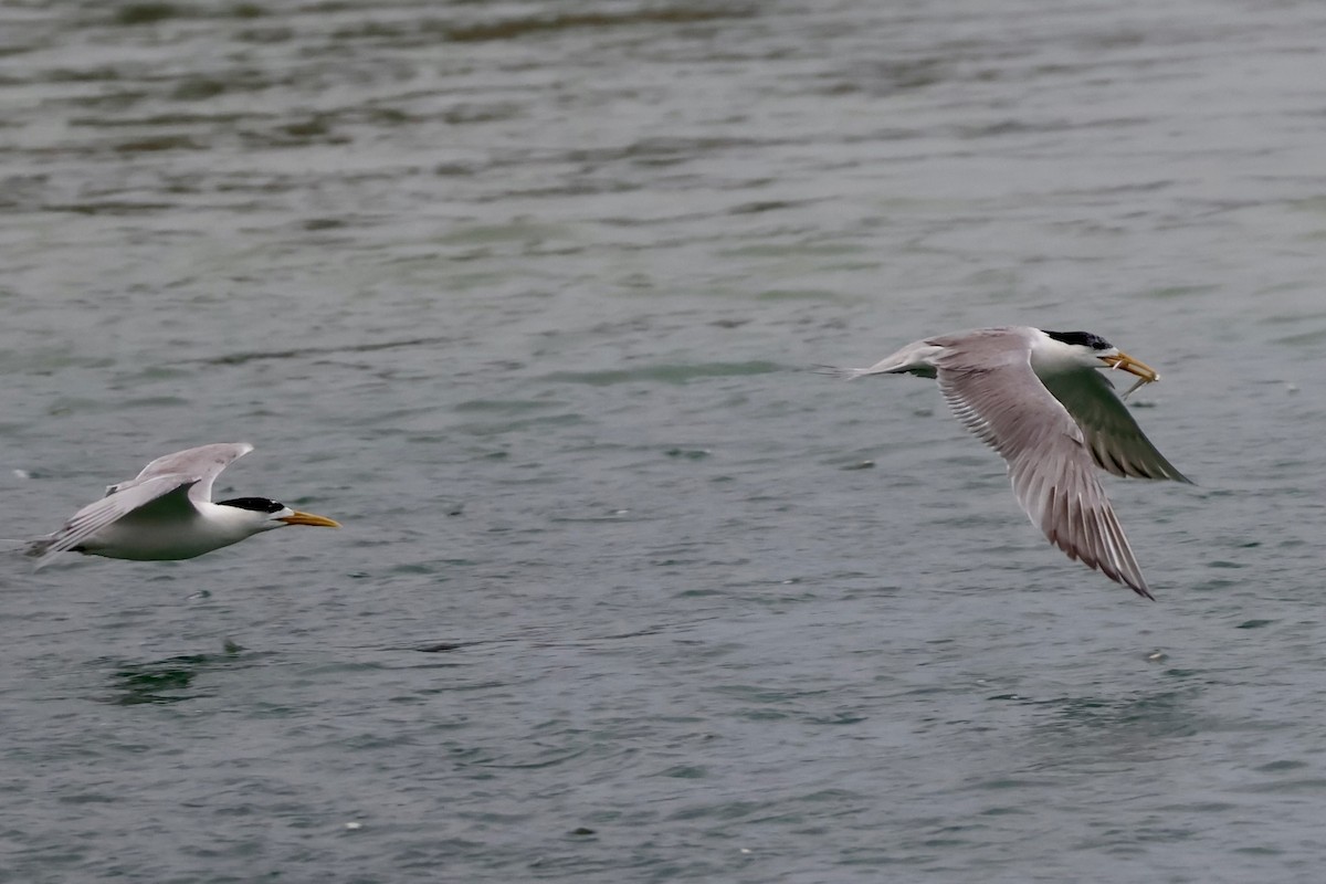 Great Crested Tern - ML647471365