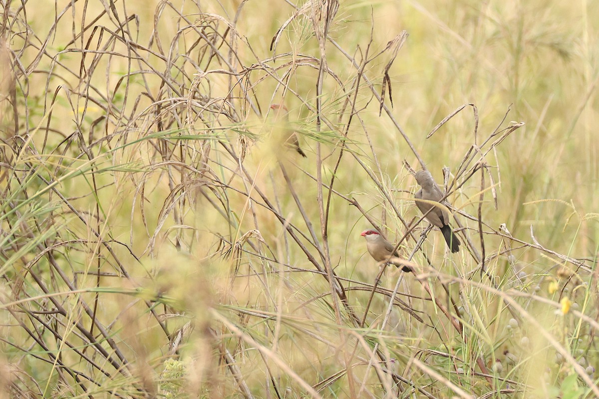 Black-rumped Waxbill - ML647471366